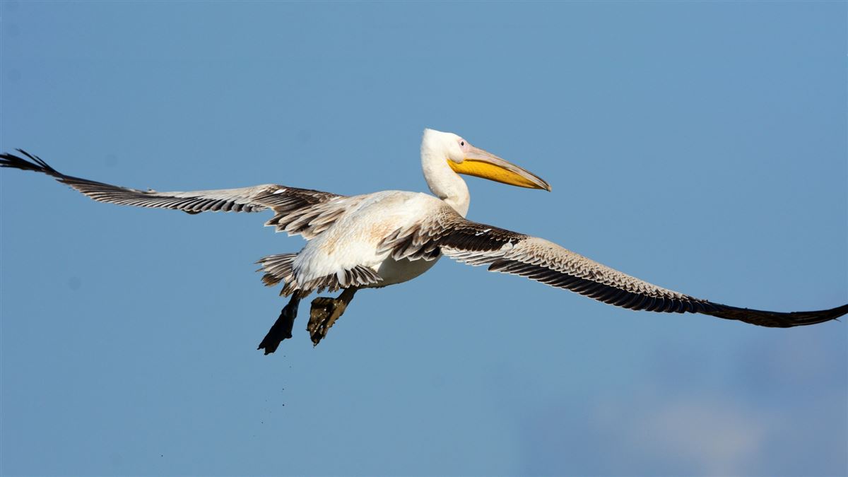 Great White Pelican