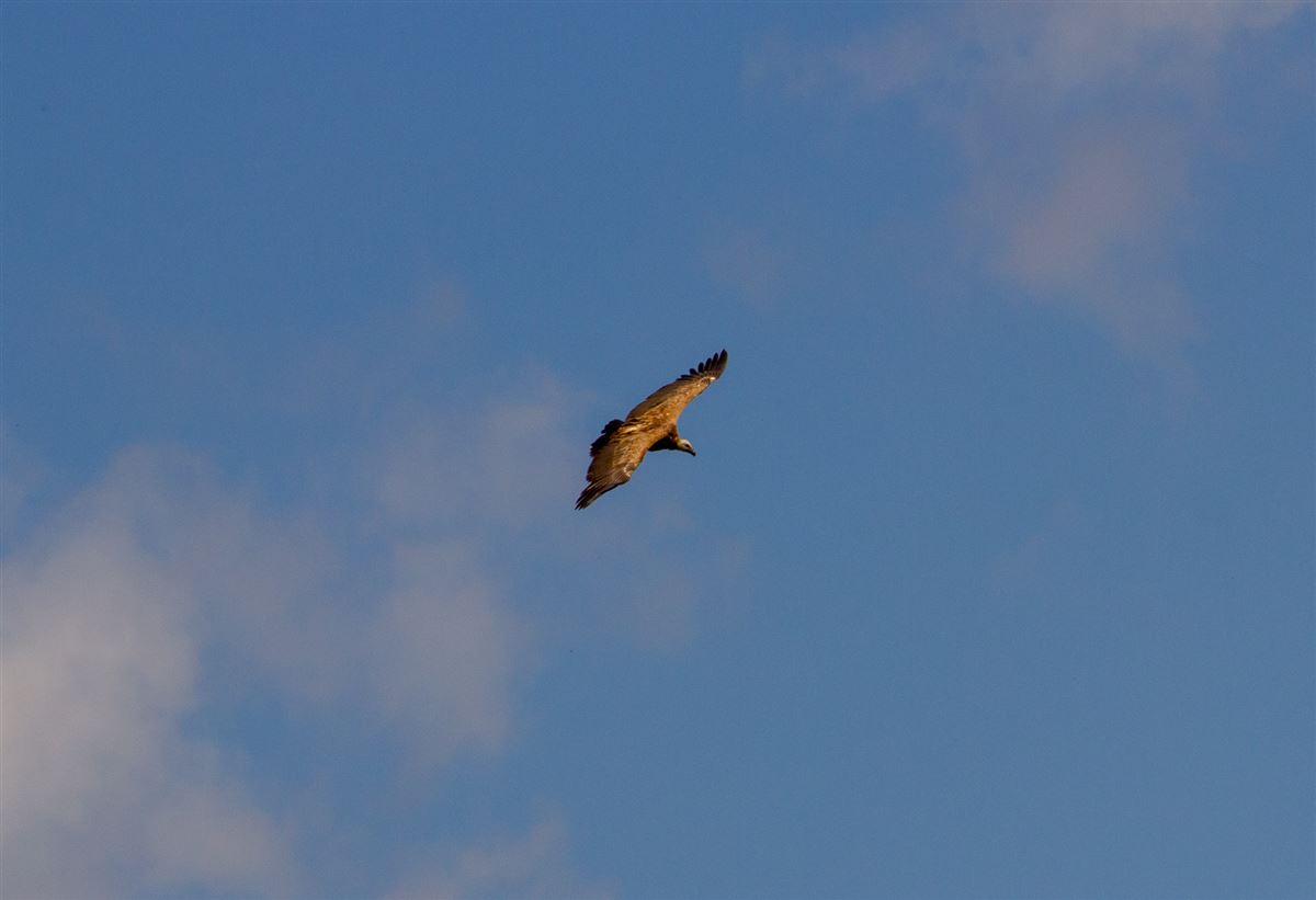 Griffon Vulture