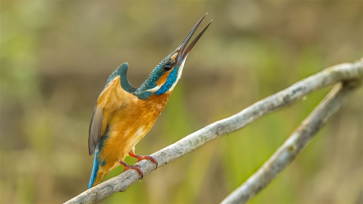 Common Kingfisher