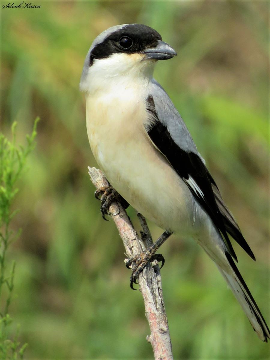 Lesser Grey Shrike