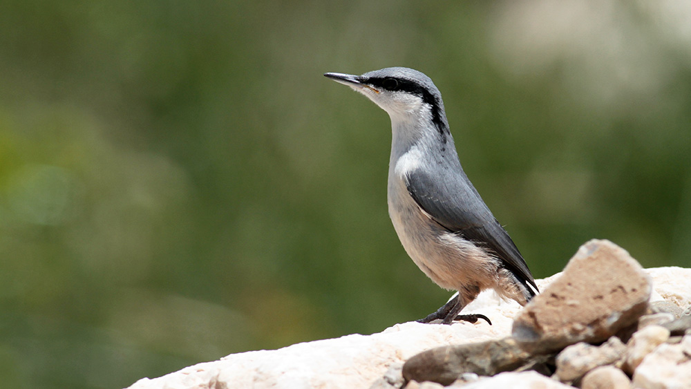Western Rock Nuthatch