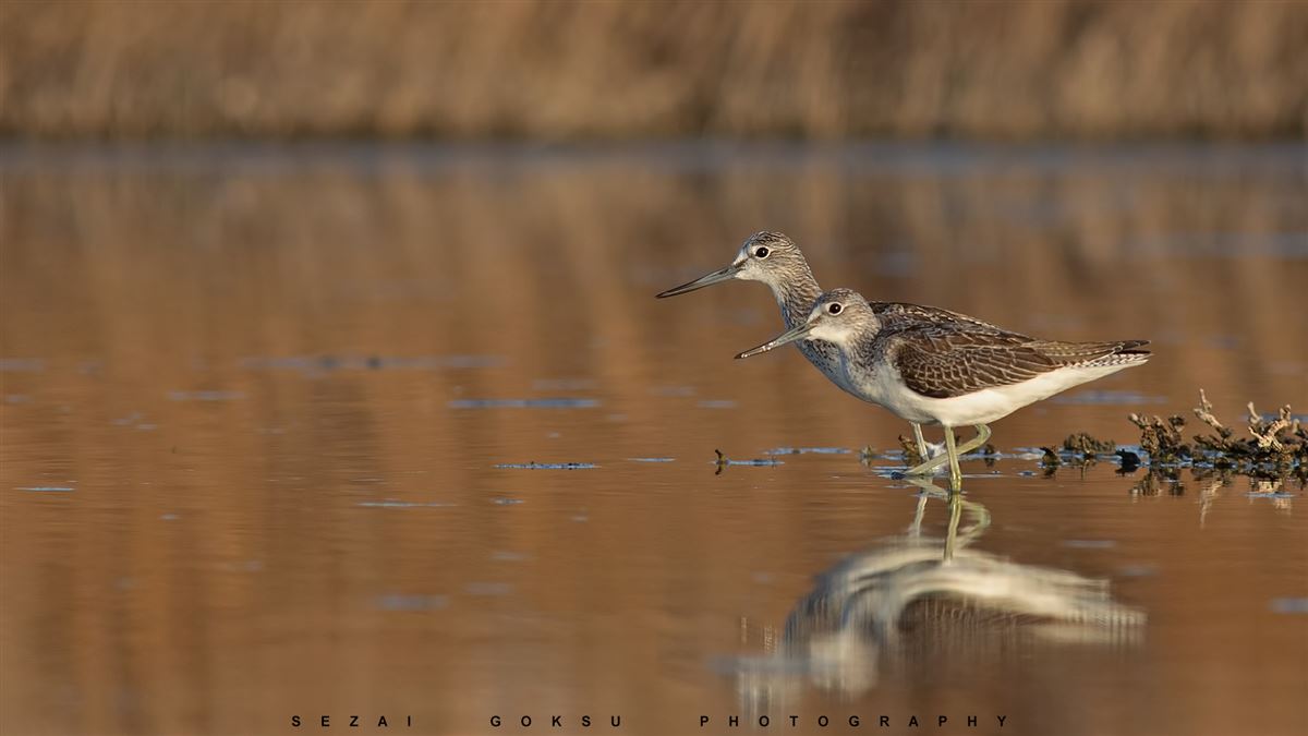 Common Greenshank