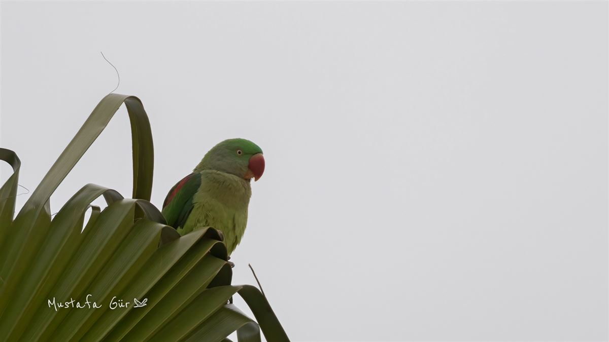 Alexandrine Parakeet