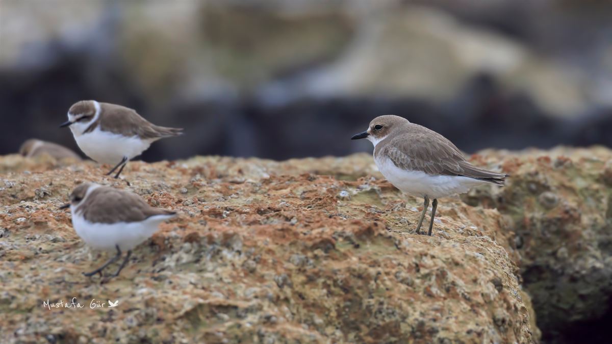Greater Sand Plover