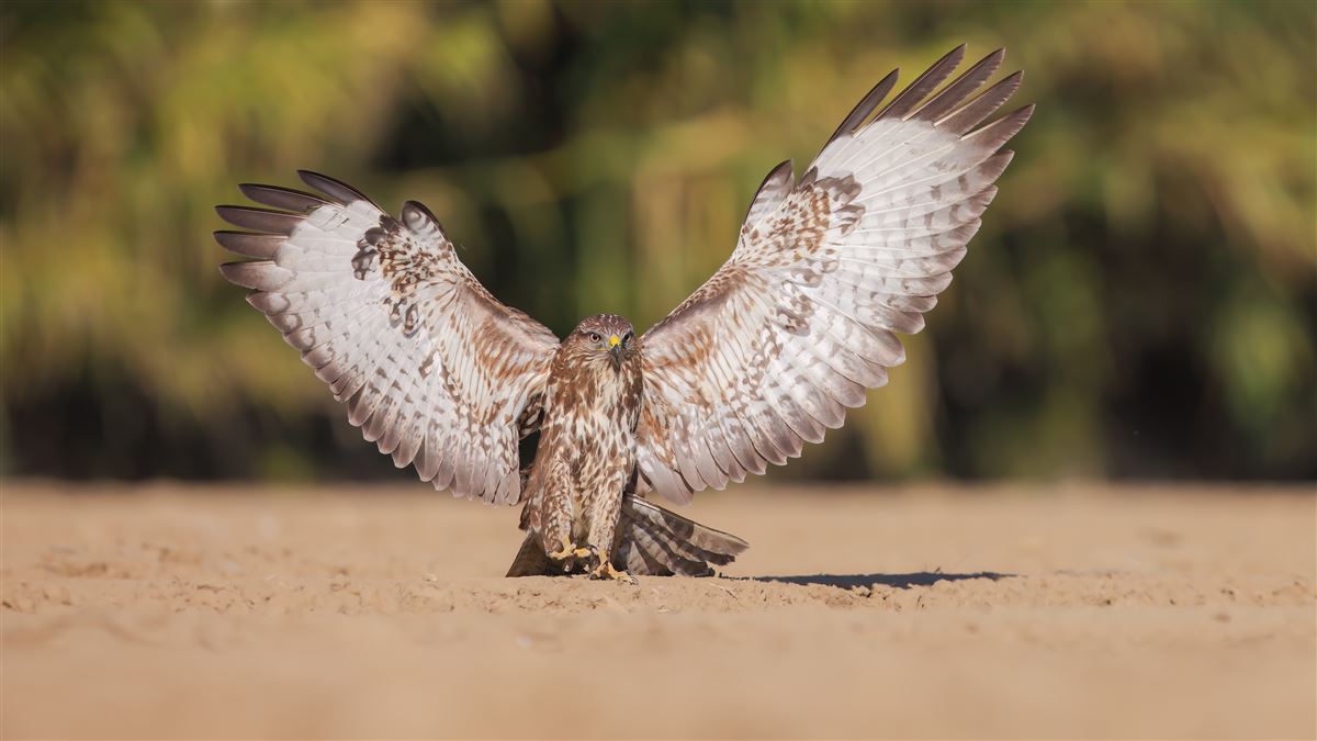 Common Buzzard
