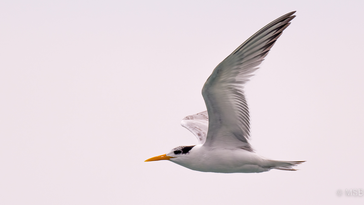 Lesser Crested Tern