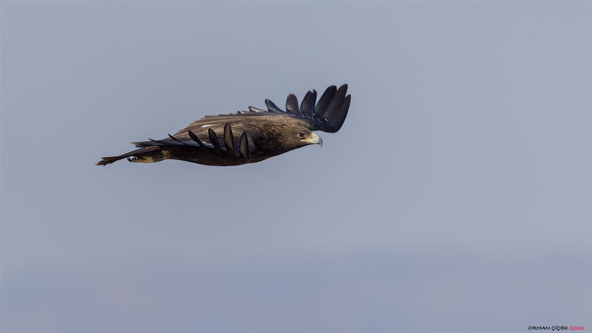 Greater Spotted Eagle