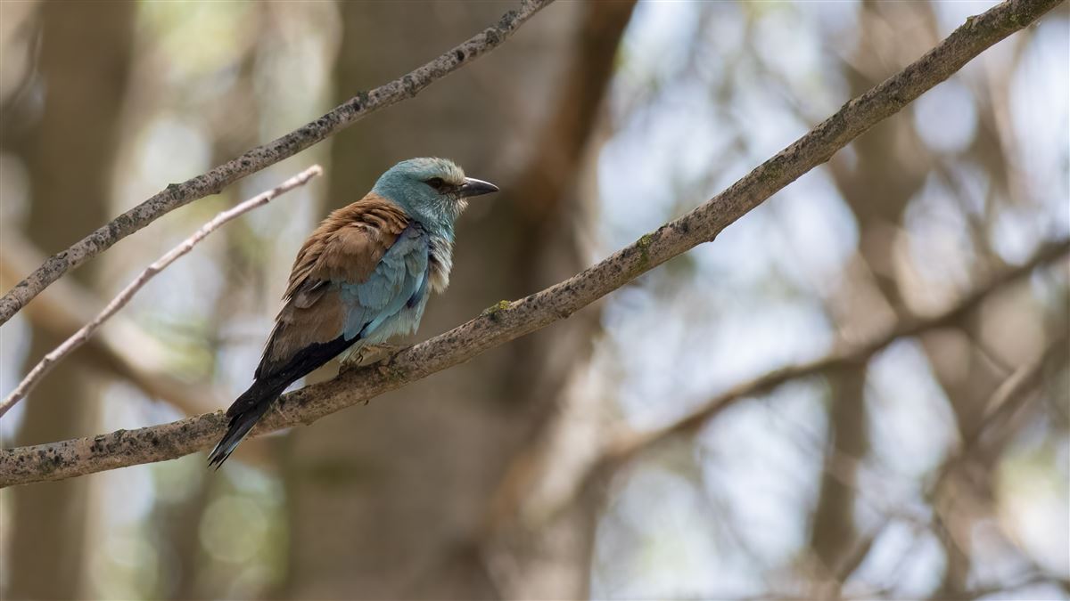 European Roller