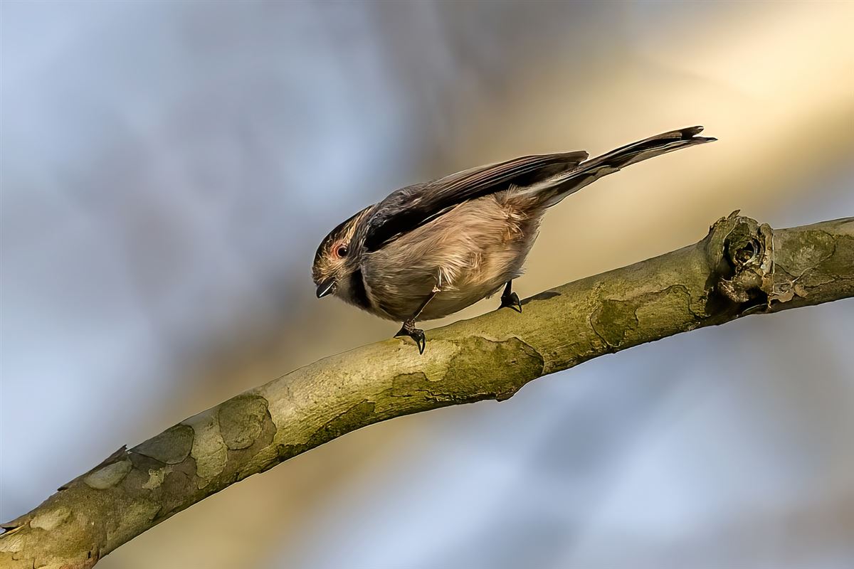 Long-tailed Tit