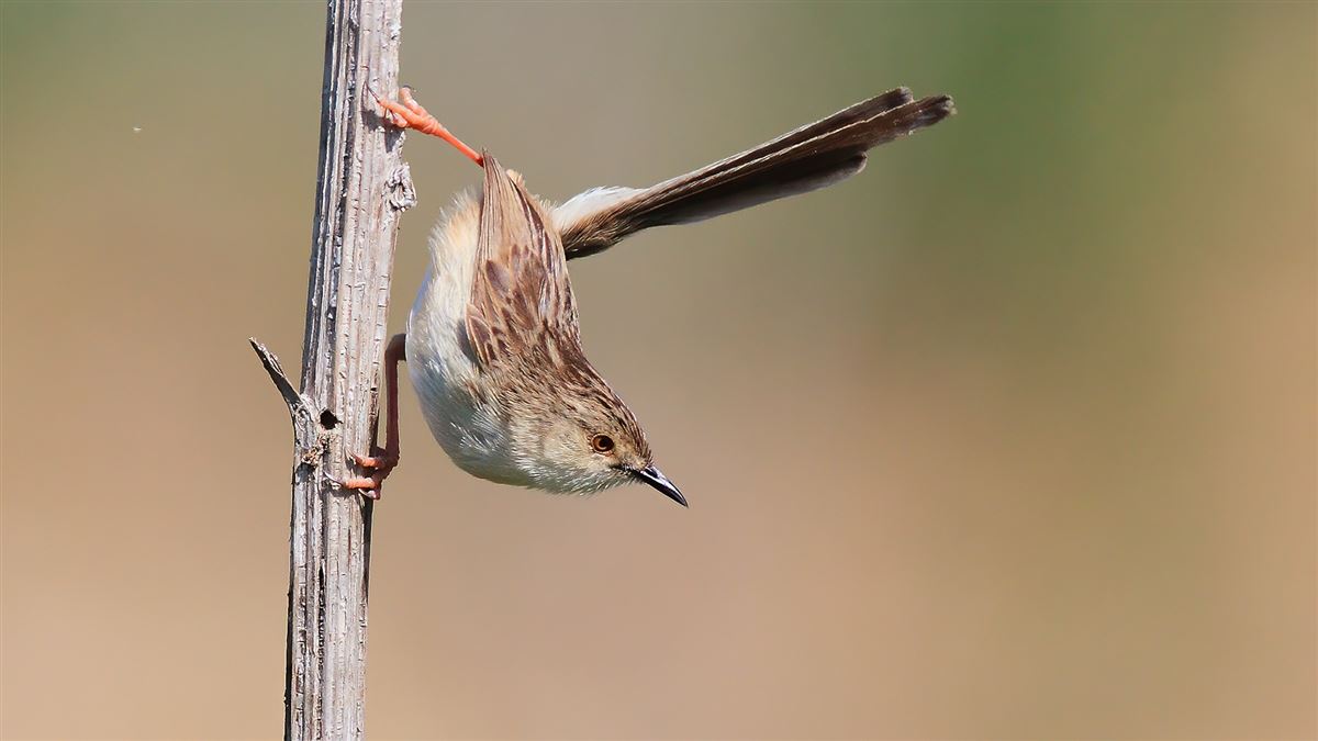 Delicate Prinia