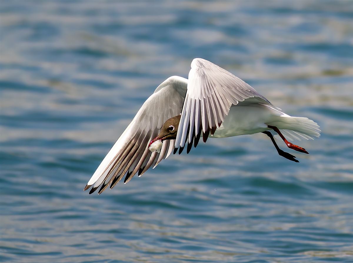 Black-headed Gull