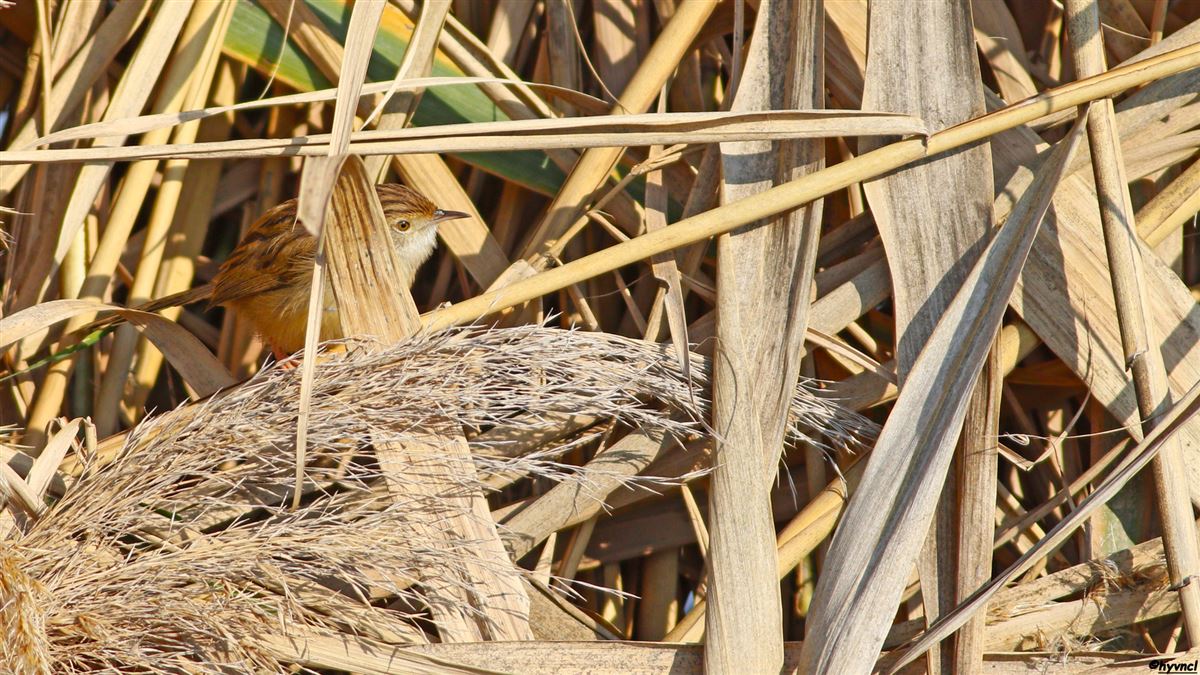 Delicate Prinia