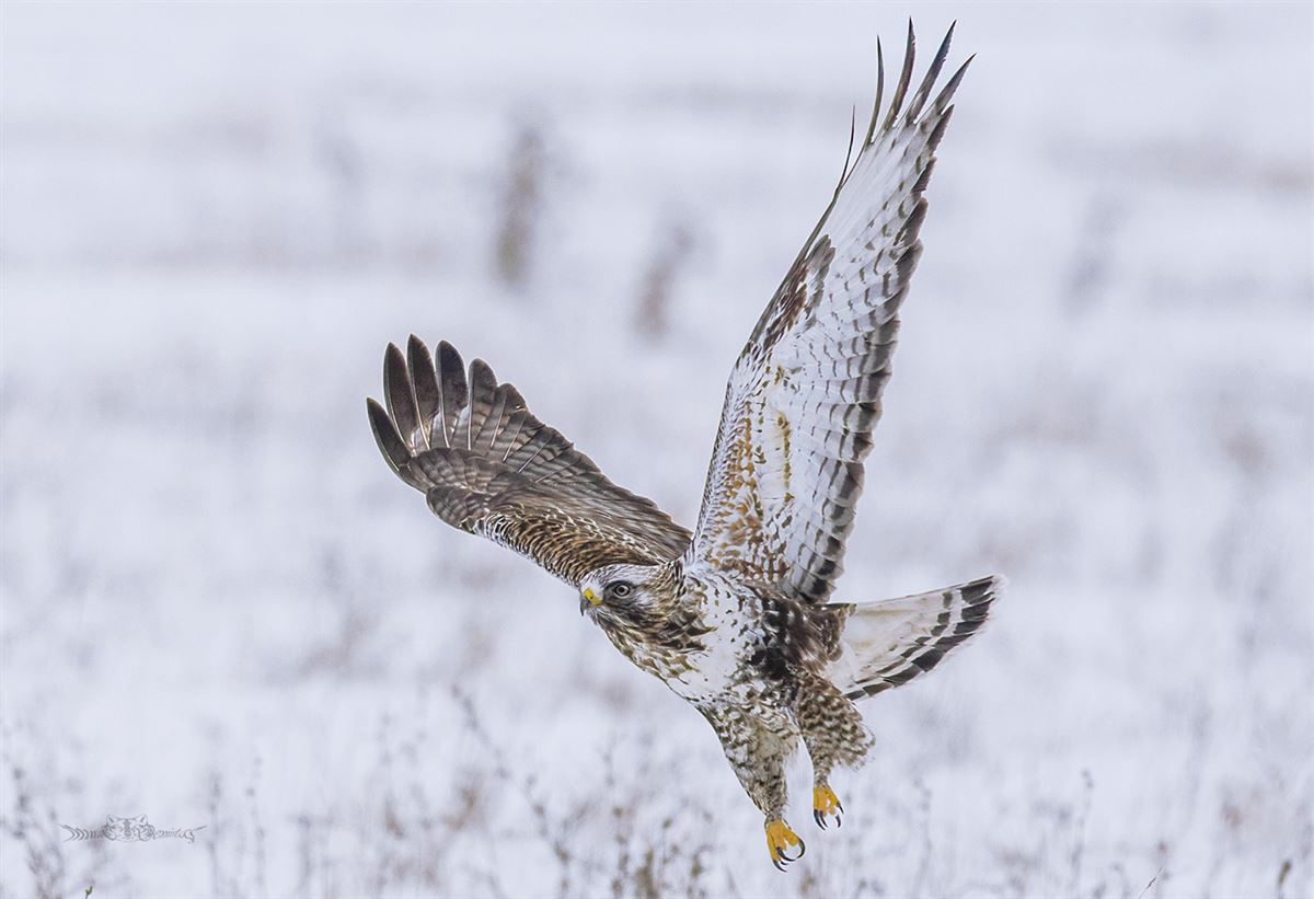 Rough-legged Buzzard