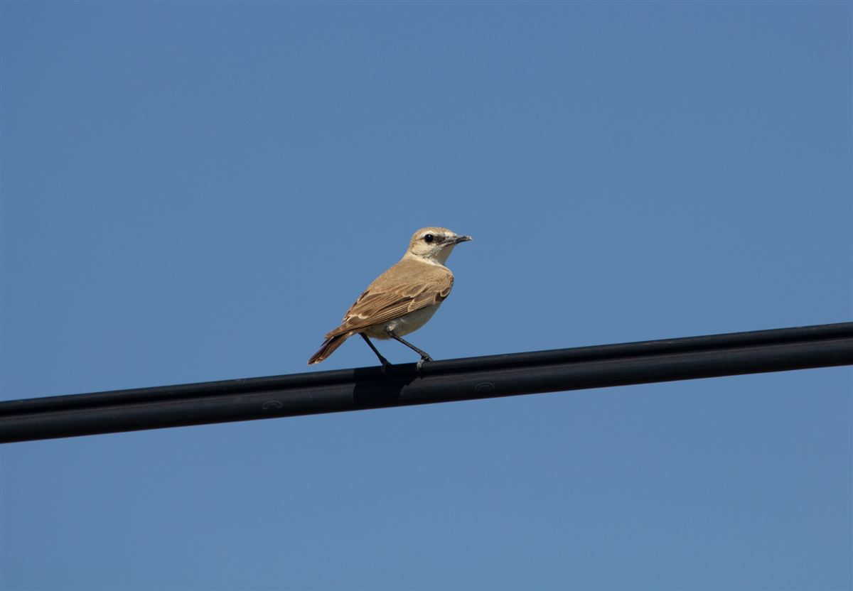 Isabelline Wheatear