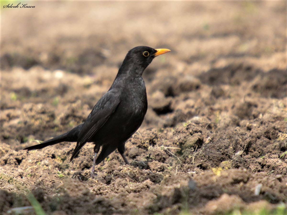 Common Blackbird