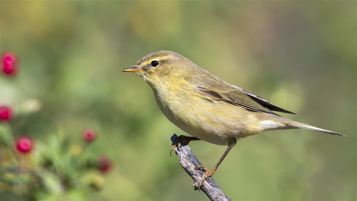 Willow Warbler