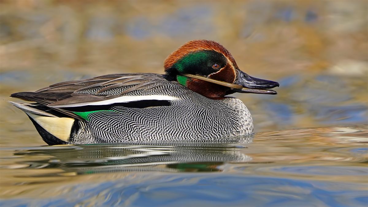 Eurasian Teal