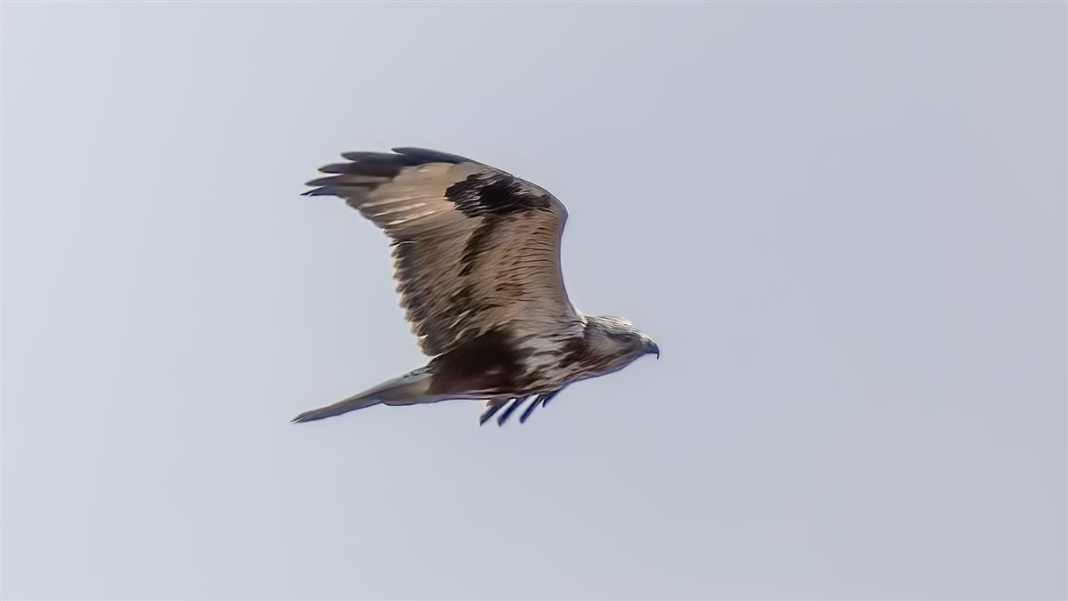 Rough-legged Buzzard