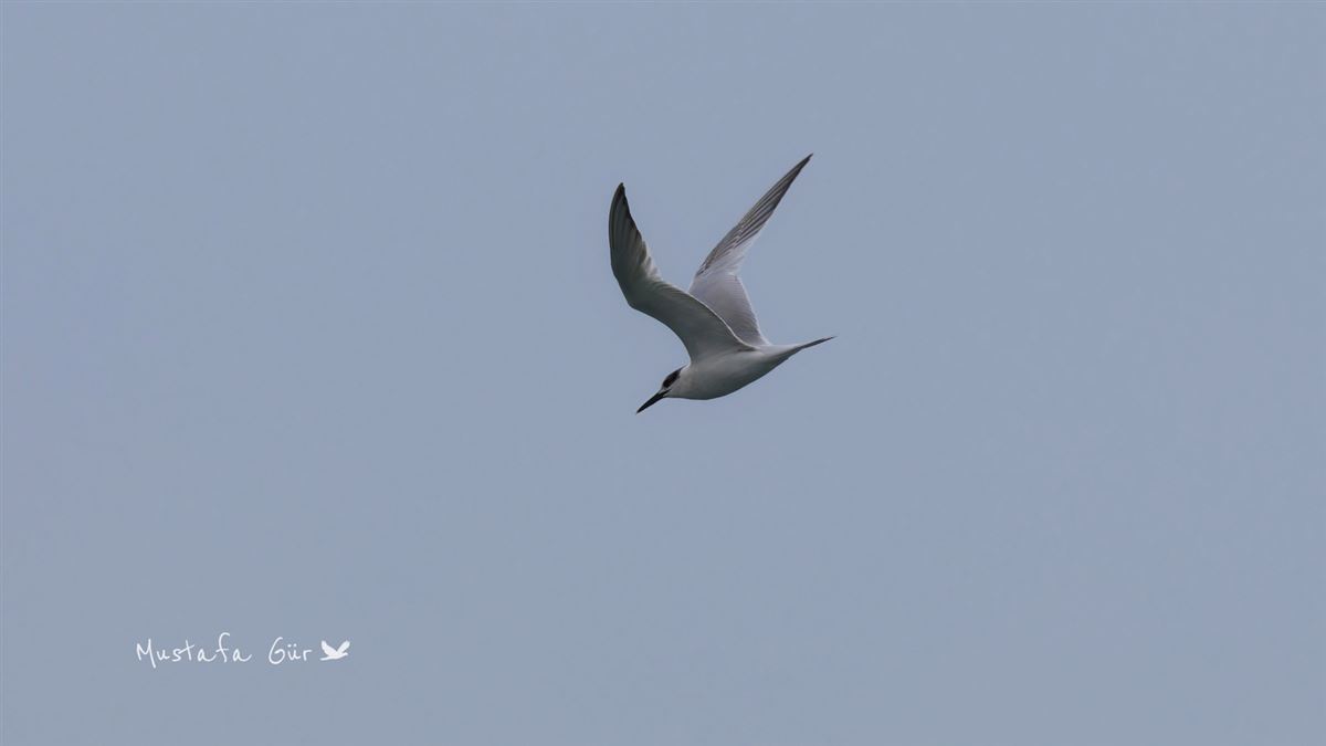 Sandwich Tern