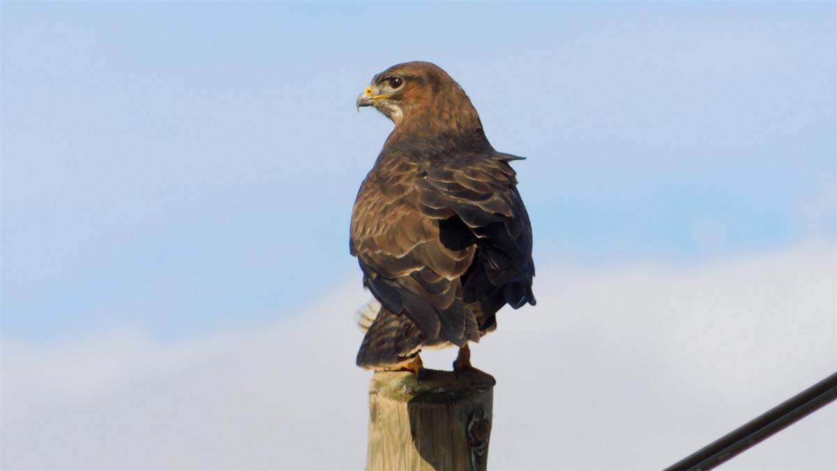 Common Buzzard
