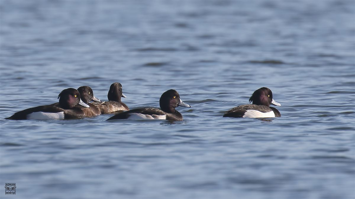 Tufted Duck