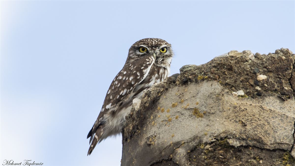 Little Owl