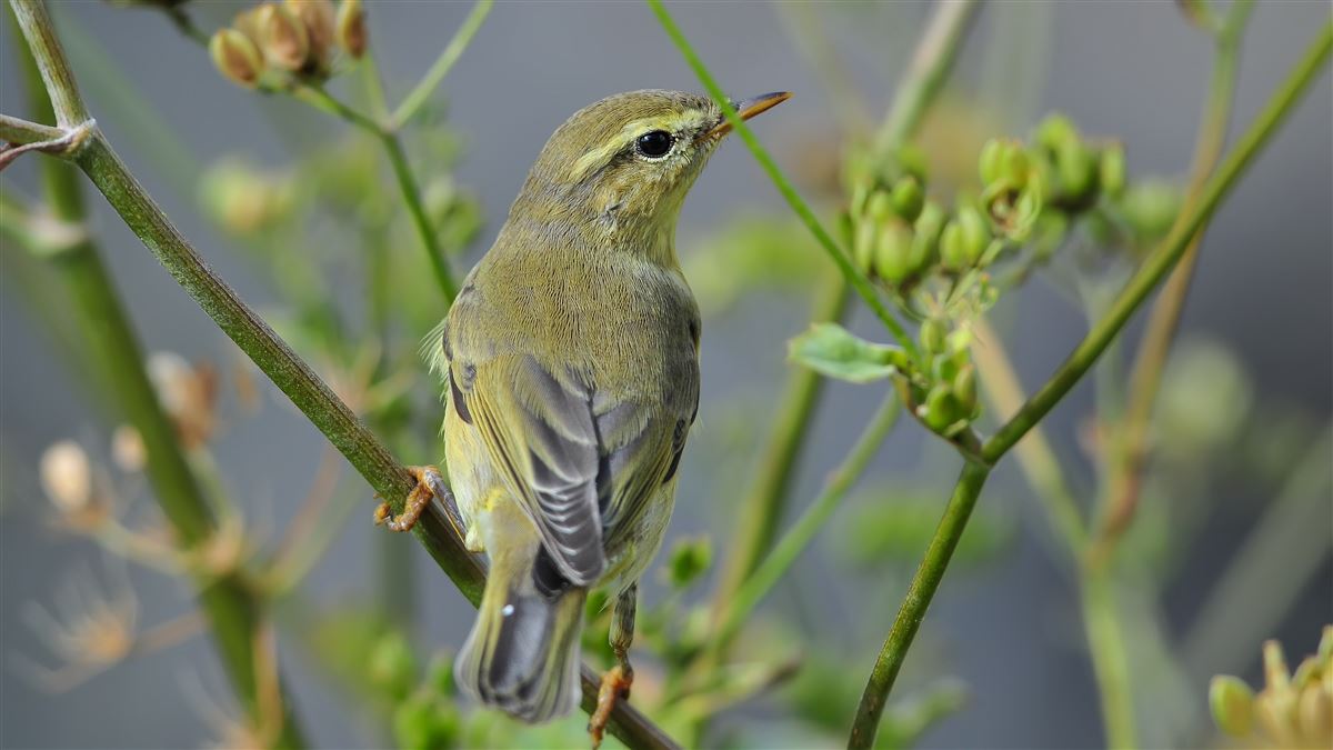 Willow Warbler