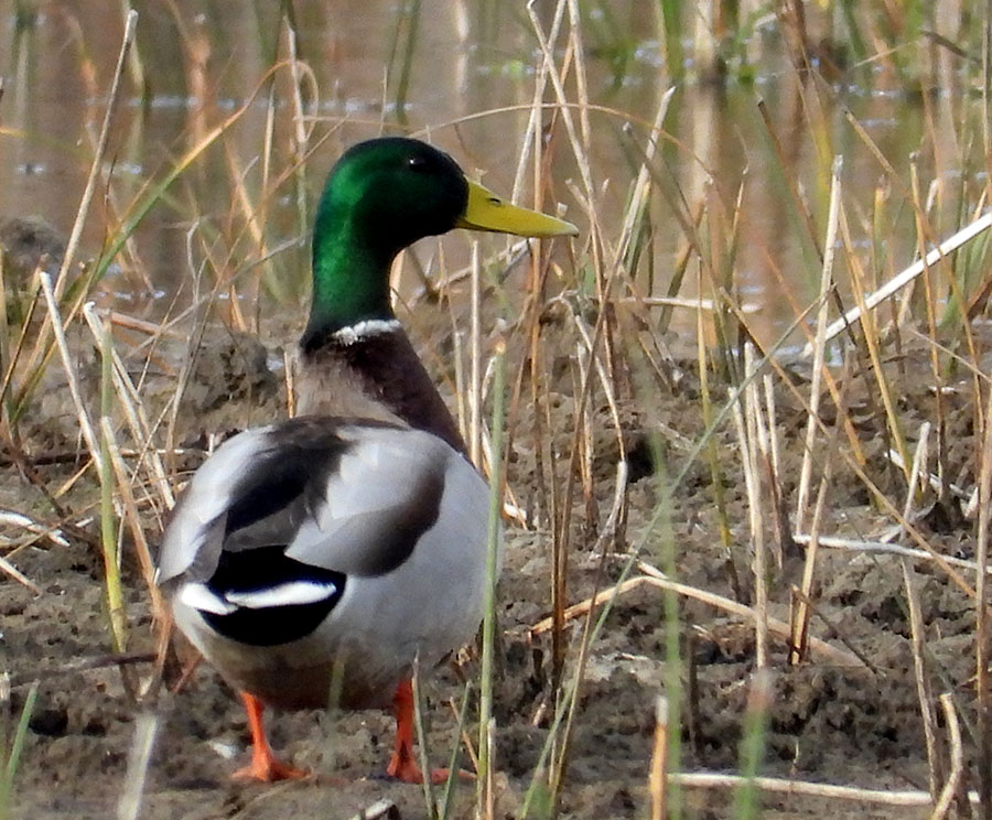 Mallard