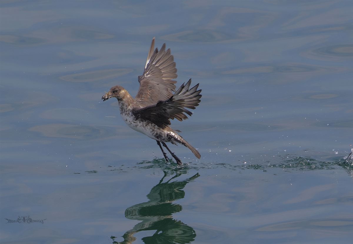 Pomarine Jaeger