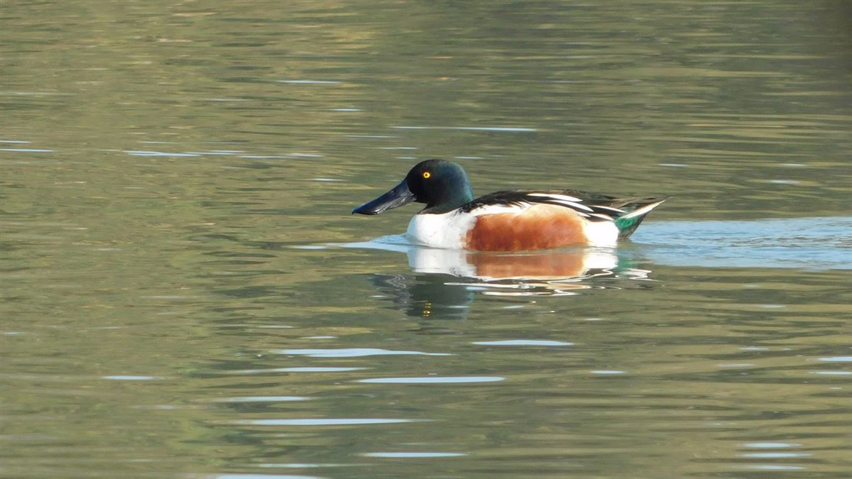 Northern Shoveler
