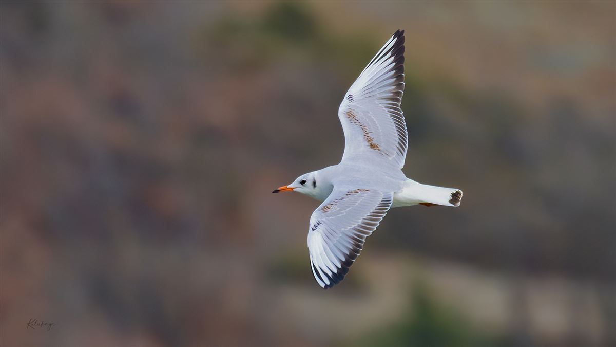 Black-headed Gull