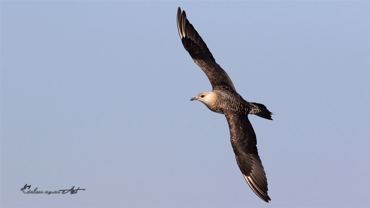 Parasitic Jaeger
