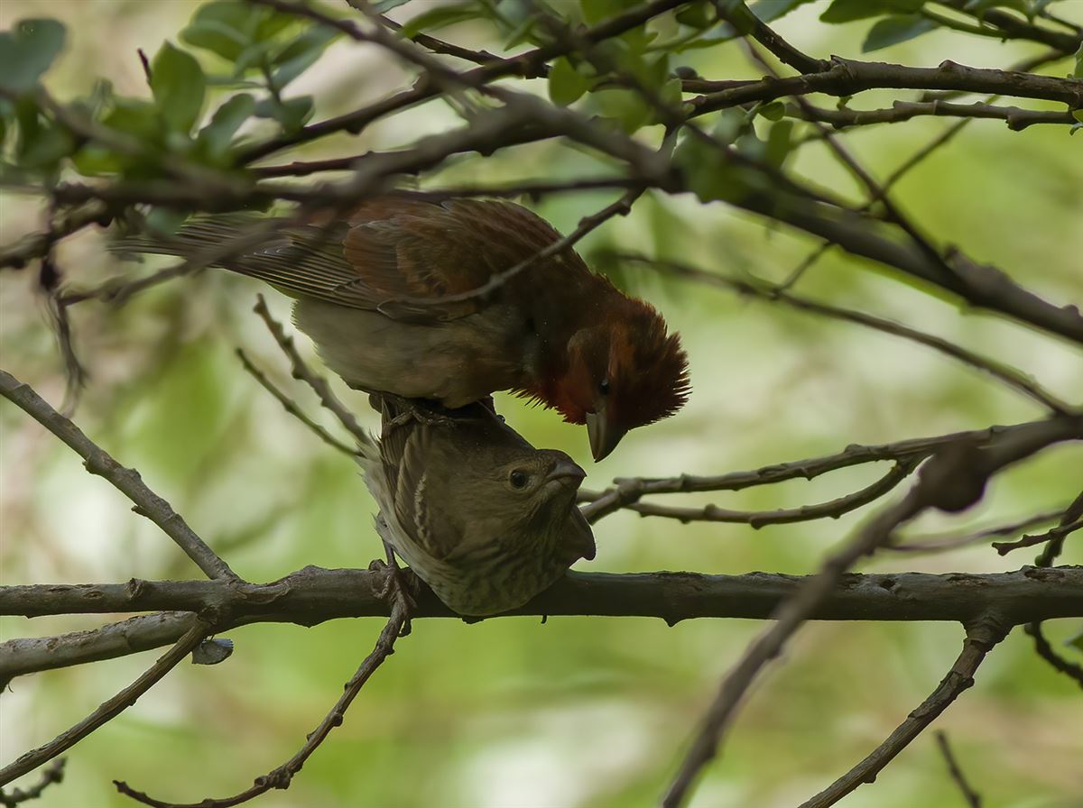 Common Rosefinch
