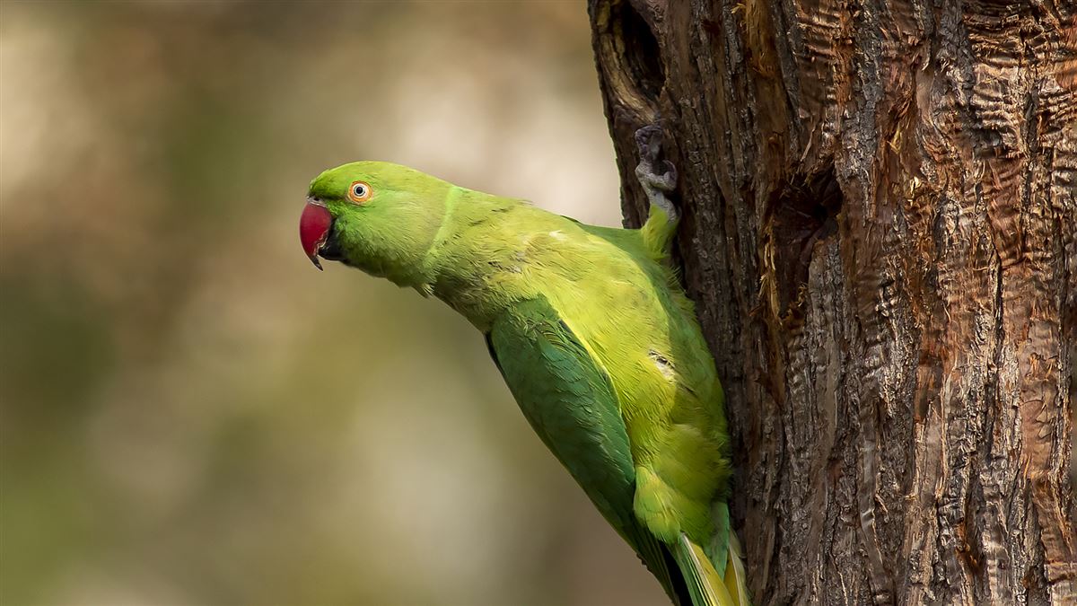 Rose-ringed Parakeet