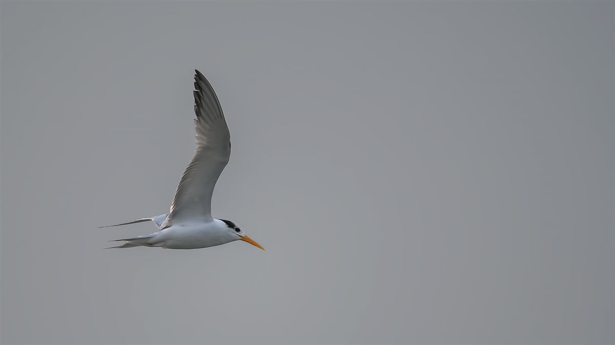 Lesser Crested Tern