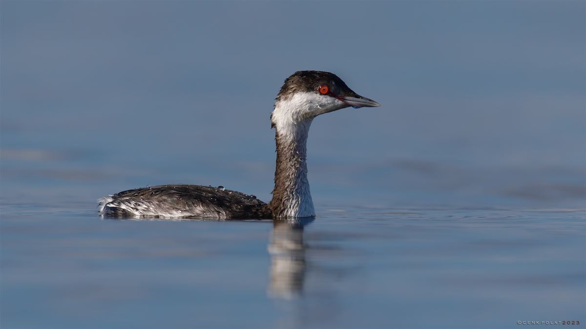 Horned Grebe