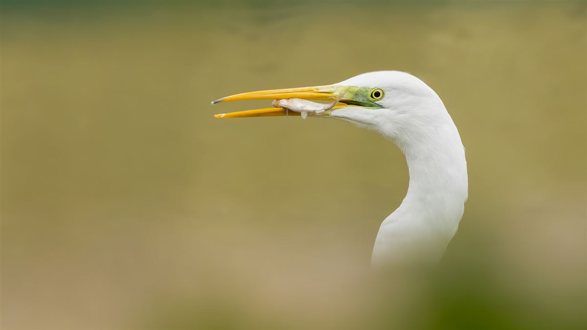 Great Egret