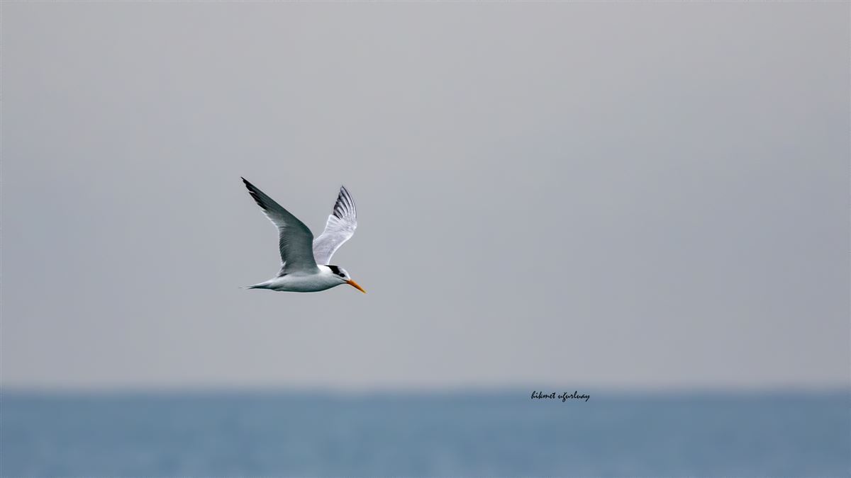 Lesser Crested Tern