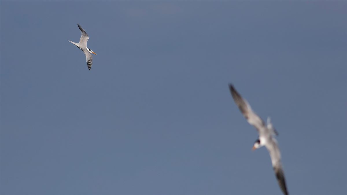 Lesser Crested Tern