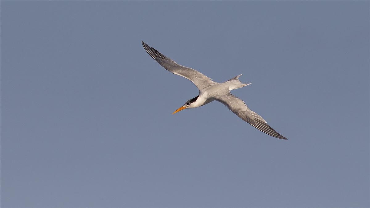 Lesser Crested Tern