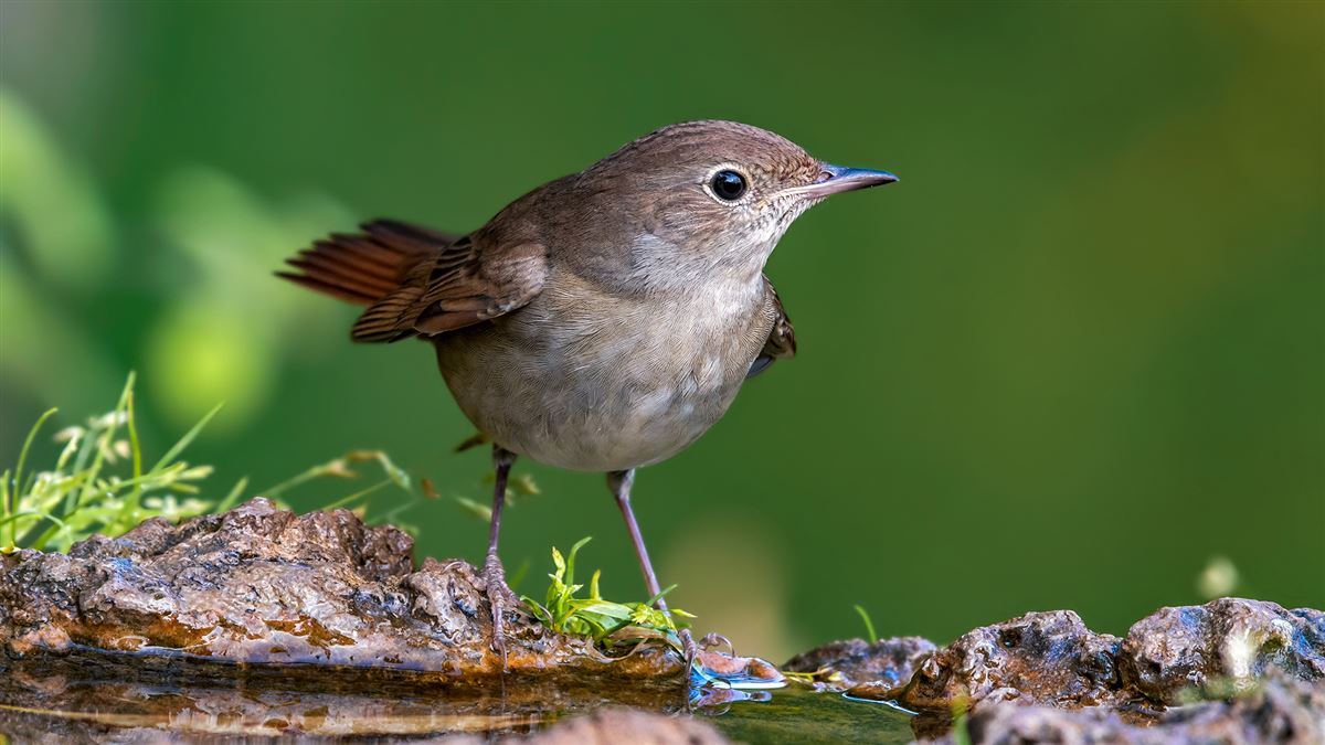 Common Nightingale
