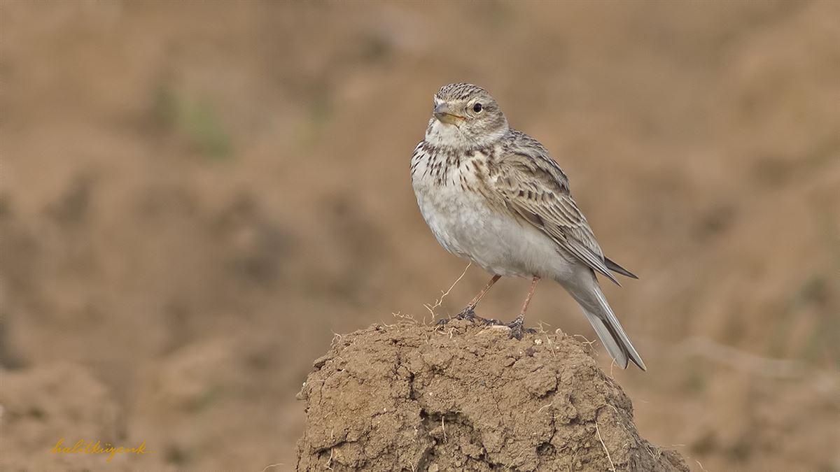 Turkestan Short-toed Lark