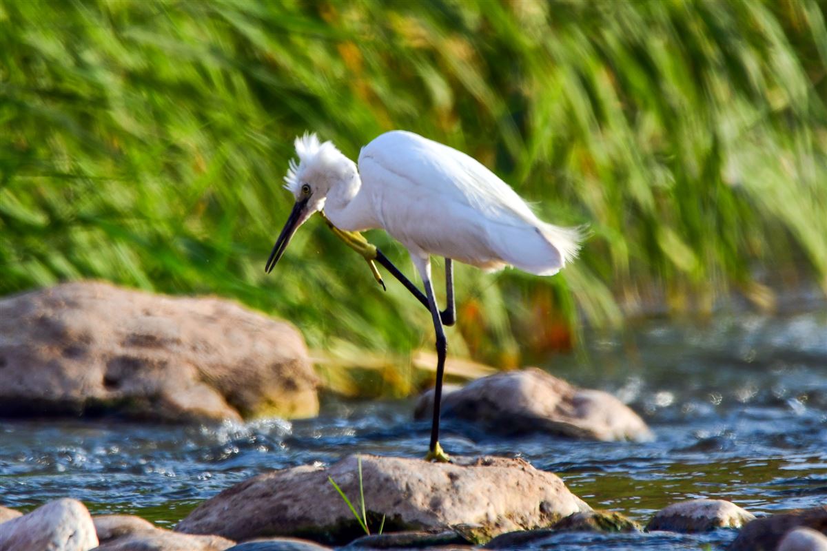 Little Egret