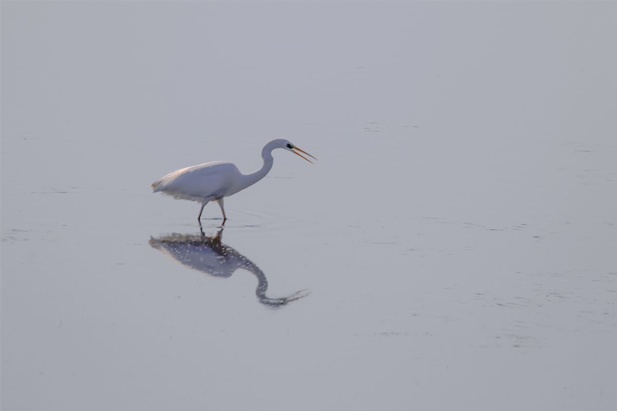 Great Egret