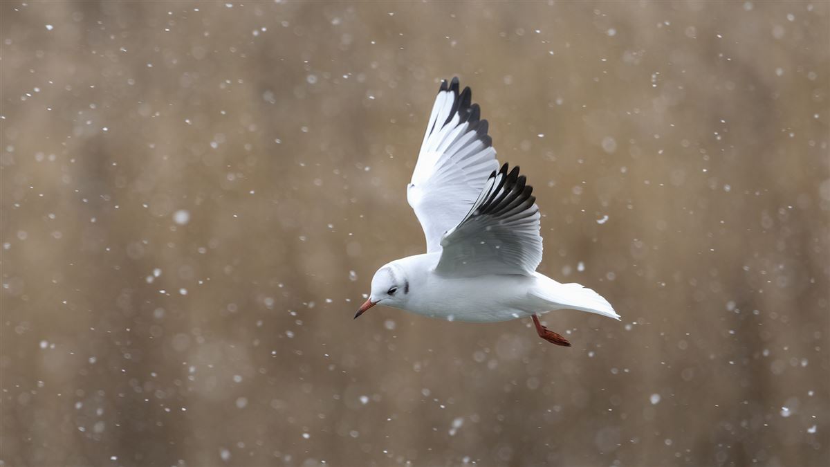 Black-headed Gull