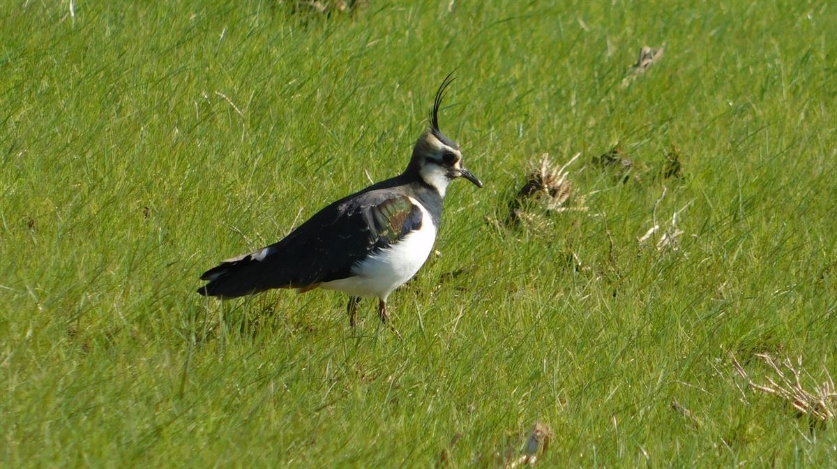 Northern Lapwing
