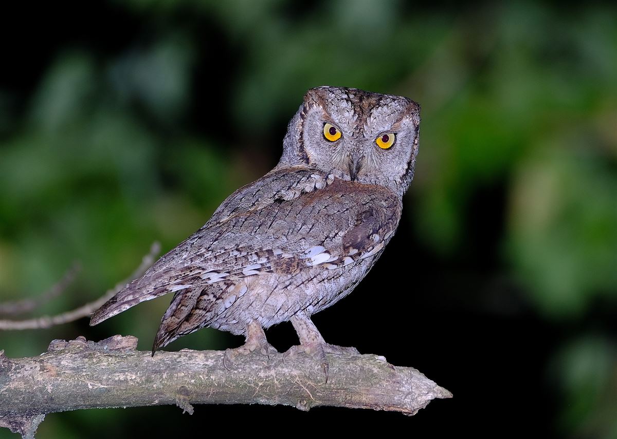 Eurasian Scops Owl
