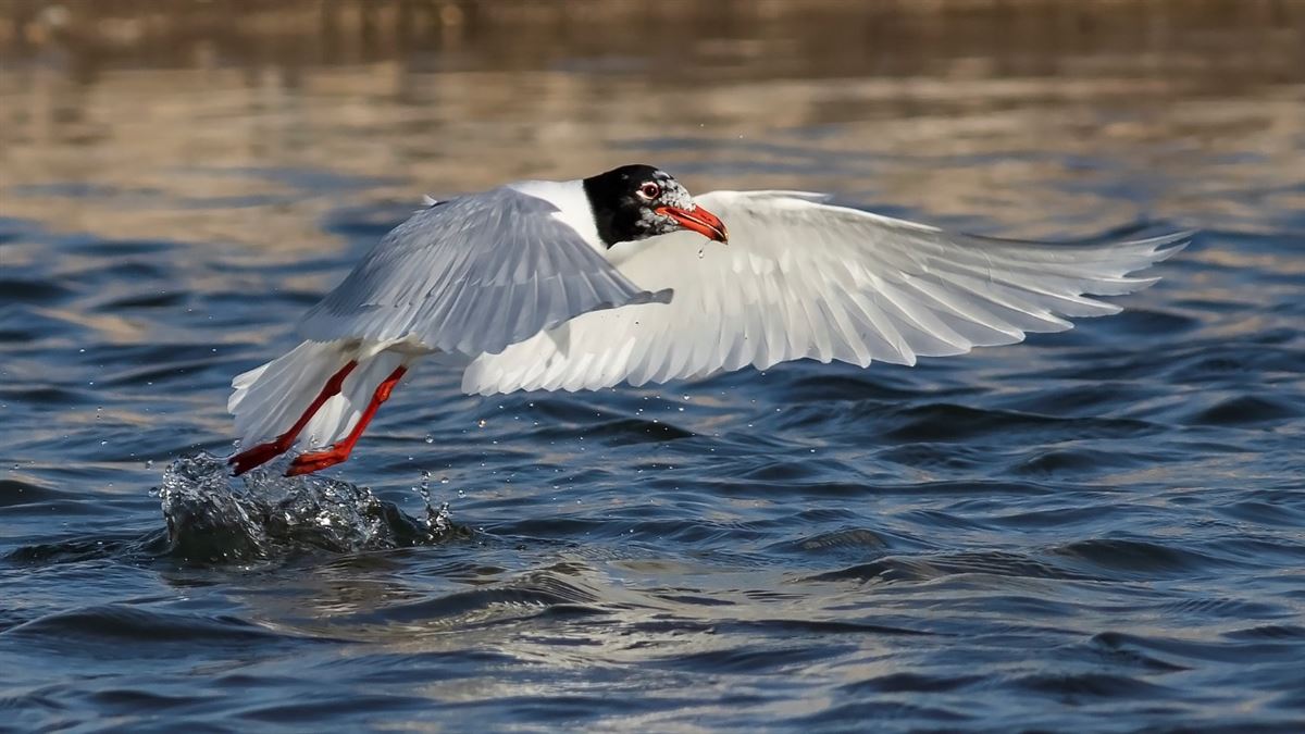 Mediterranean Gull