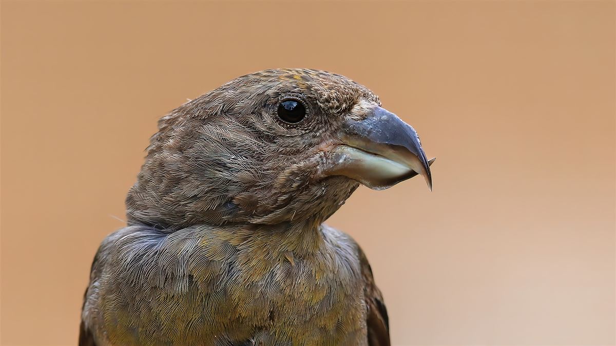 Red Crossbill