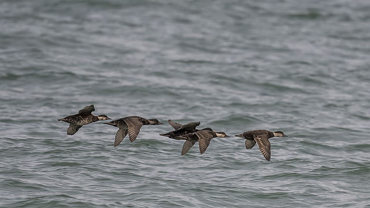 Common Scoter